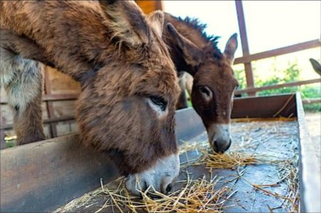 Burros a comer feno