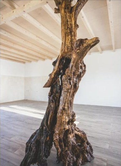 Espaço de carpintaria com tronco de oliveira