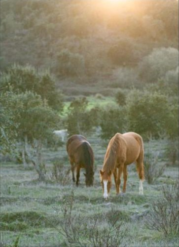 Cavalos a pastar na Casa dos Sonhos