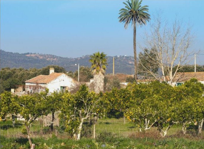 Laranjal e casa alentejana