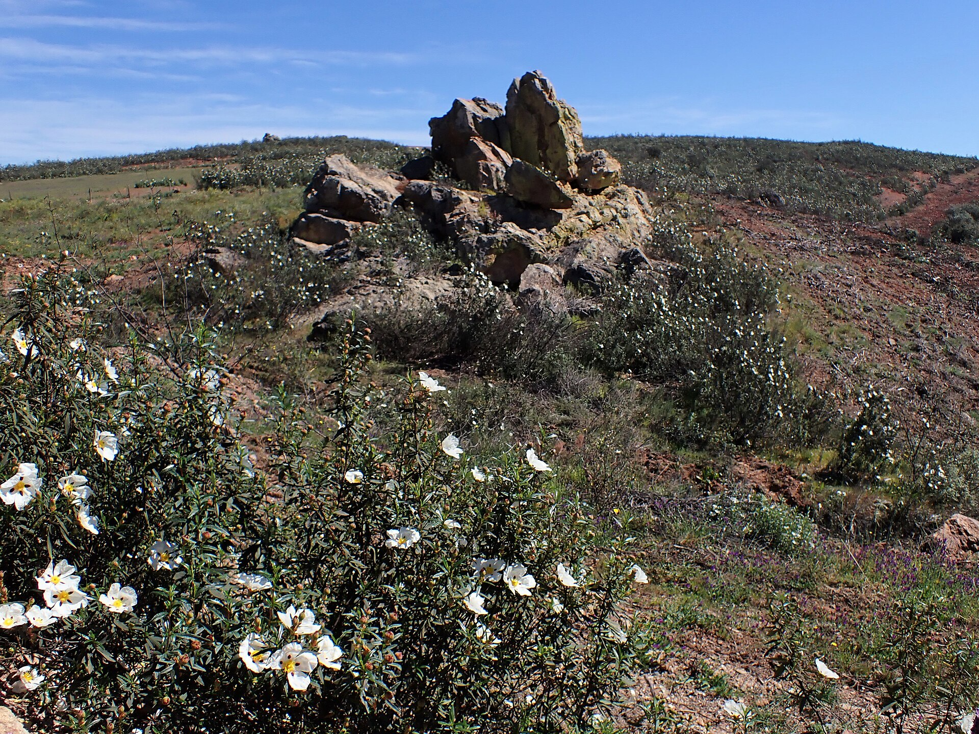 Esteva em flor (Cistus ladanifer) perto de Mértola, Alentejo