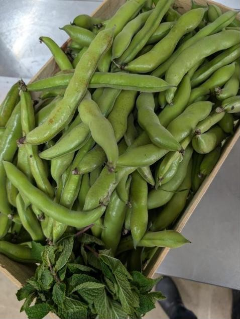 Favas e hortelã frescas